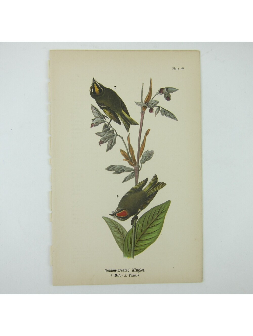 Bird Lithograph Print Golden-crested Kinglet John James Audubon Antique 1890